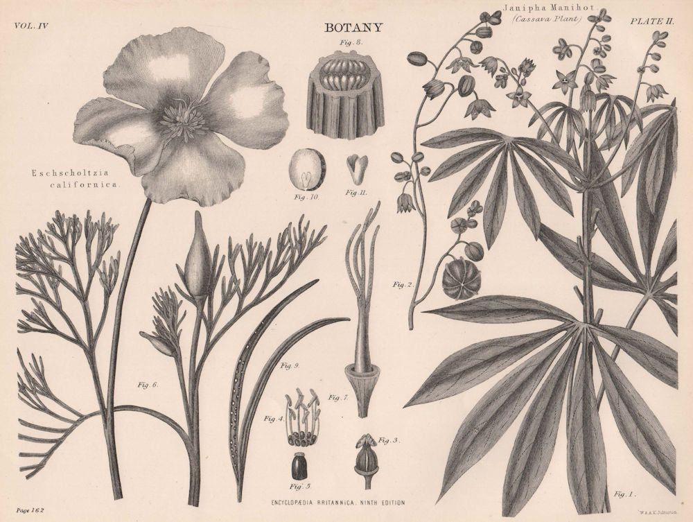 Eschscholtzia Californica (California Poppy); Janipha Manihot (Cassava) 1898